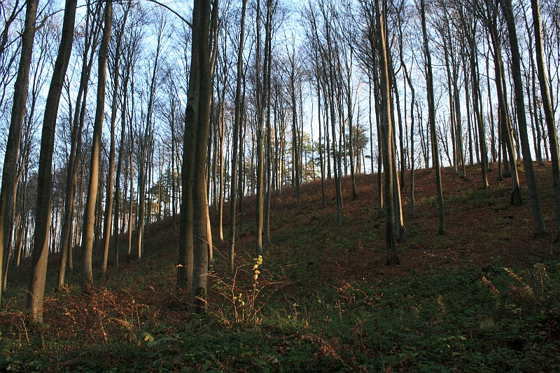 Rostoczek 11.2008 301